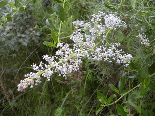 Ceanothus spinosus flowers