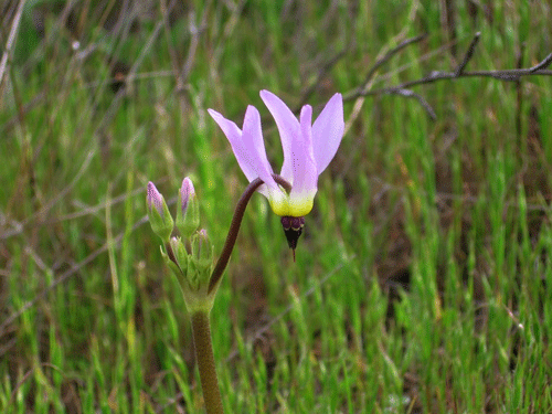 Padres Shooting Star