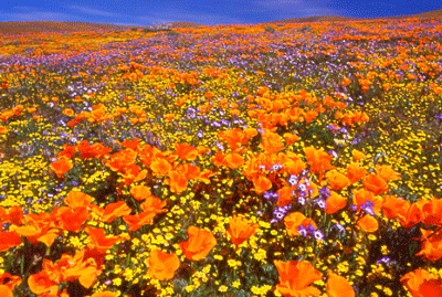 Wildflower Field at Fairmont