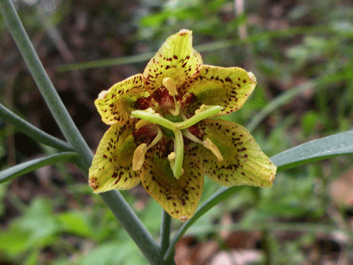 Fritillaria ojaiensis