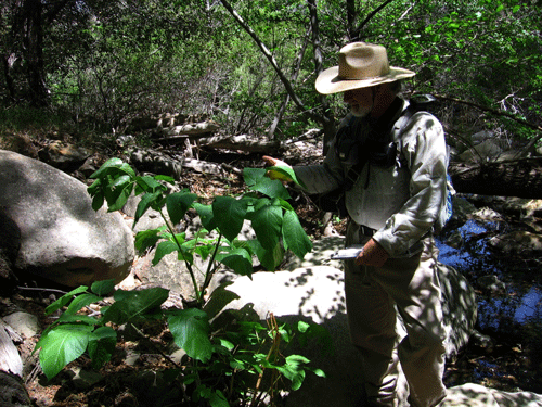 Magney identifying Aralia californica