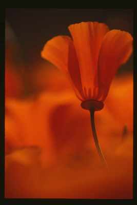 Eschscholzia californica
