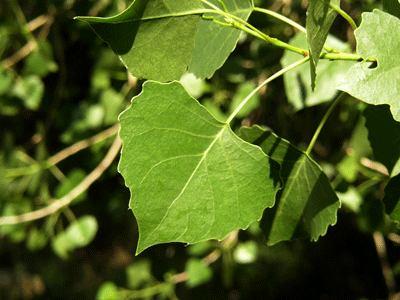 Populus fremontii