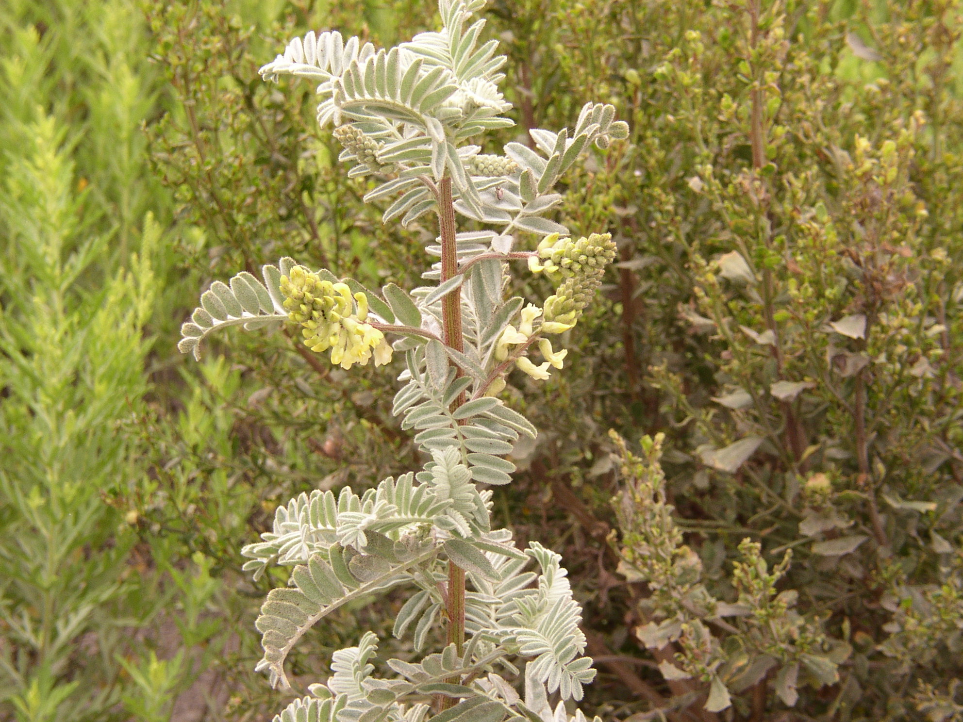 Astragalus pycnostachyus var. lanosissimus