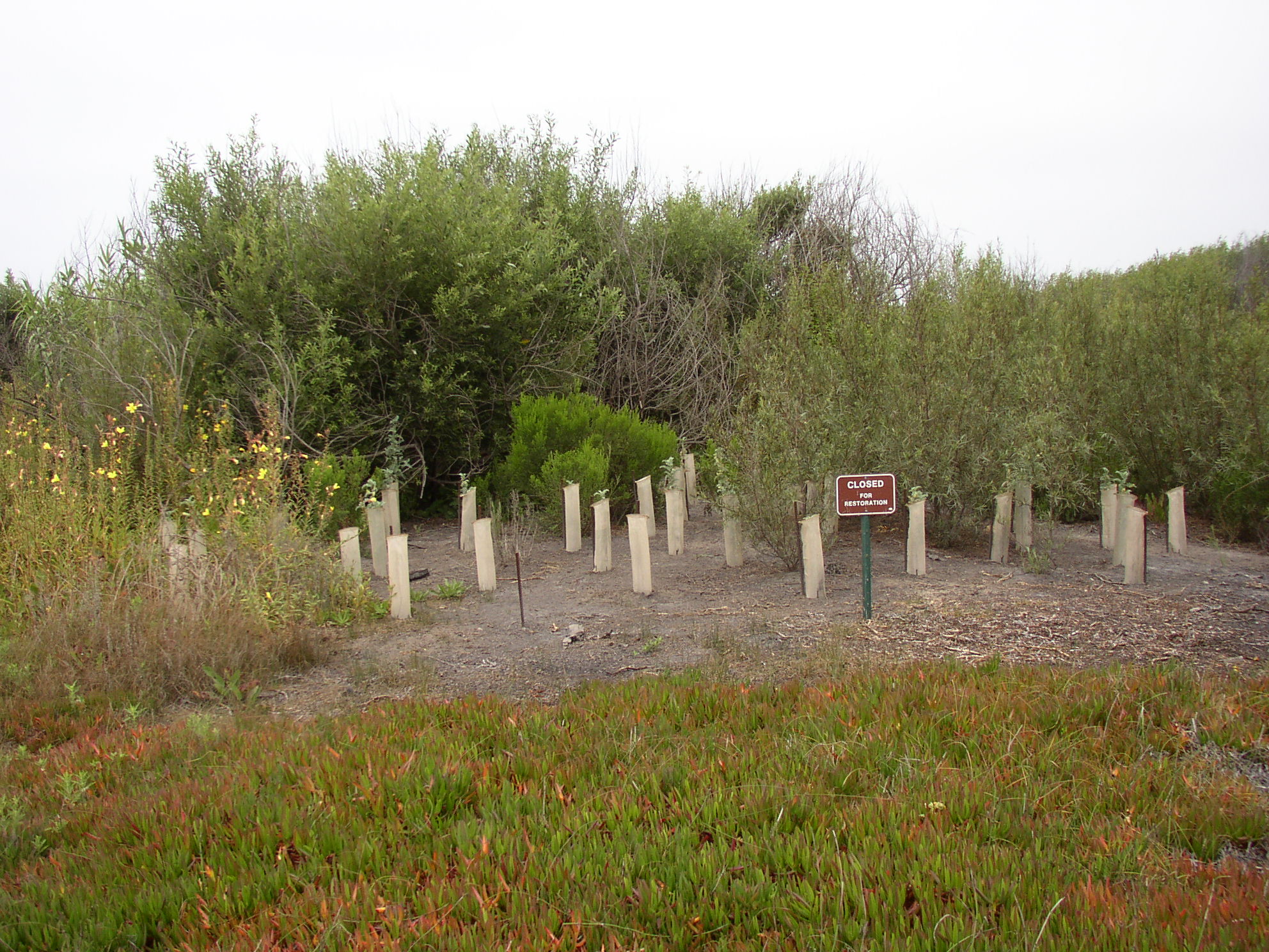 McGrath SB Trial Plantings