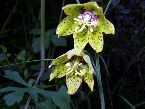 Fritillaria ojaiensis flower photo
