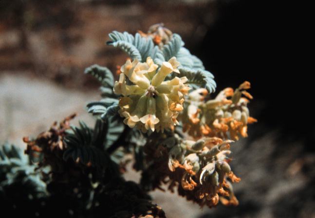 Astragalus pycnostachyus var. lanosissimus