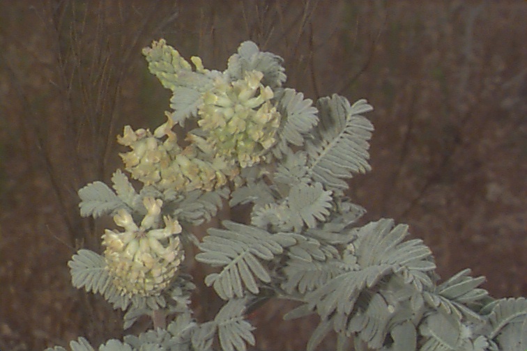 Astragalus pycnostachyus var. lanosissimus