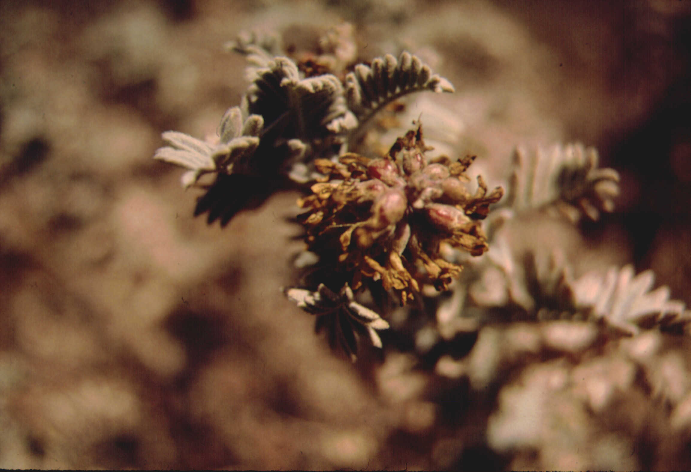 Astragalus pycnostachyus var. lanosissimus